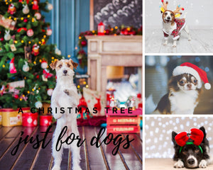A Christmas Tree Just for Dogs